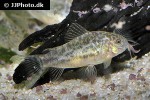 gastrodermus species cw022 gastrodermus species cw022