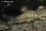 gastrodermus species cw022 gastrodermus species cw022