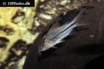 gastrodermus species cw029 gastrodermus species cw029