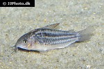 gastrodermus species cw029 gastrodermus species cw029