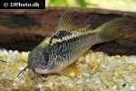 gastrodermus species cw044 gastrodermus species cw044