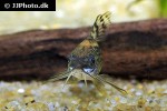 gastrodermus species cw044 gastrodermus species cw044