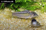 gastrodermus species cw044 gastrodermus species cw044