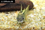 gastrodermus species cw044 gastrodermus species cw044