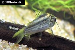 gastrodermus species cw044 gastrodermus species cw044