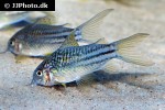 gastrodermus species cw123 gastrodermus species cw123