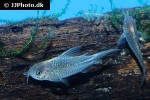 gastrodermus species cw123 gastrodermus species cw123