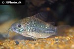 gastrodermus undulatus gastrodermus undulatus