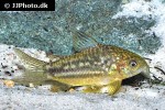 gastrodermus undulatus gastrodermus undulatus
