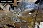gastrodermus undulatus gastrodermus undulatus