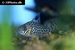 hoplisoma acrense hoplisoma acrense