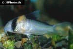 hoplisoma adolfoi hoplisoma adolfoi