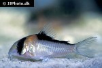 hoplisoma adolfoi hoplisoma adolfoi