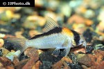 hoplisoma adolfoi hoplisoma adolfoi