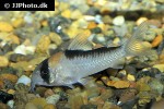 hoplisoma adolfoi hoplisoma adolfoi