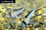 hoplisoma adolfoi hoplisoma adolfoi