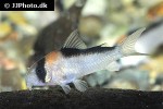 hoplisoma adolfoi hoplisoma adolfoi