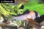 hoplisoma adolfoi hoplisoma adolfoi