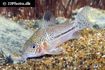 hoplisoma aff trilineatum hoplisoma aff trilineatum