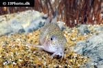 hoplisoma aff trilineatum hoplisoma aff trilineatum