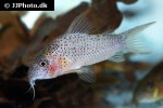 hoplisoma apiaka hoplisoma apiaka