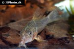 hoplisoma apiaka hoplisoma apiaka