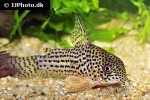 hoplisoma araguaiaense hoplisoma araguaiaense
