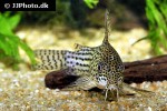 hoplisoma araguaiaense hoplisoma araguaiaense