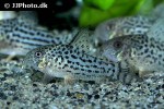 hoplisoma araguaiaense hoplisoma araguaiaense