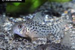 hoplisoma araguaiaense hoplisoma araguaiaense