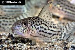 hoplisoma araguaiaense hoplisoma araguaiaense