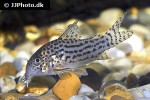 hoplisoma araguaiaense hoplisoma araguaiaense