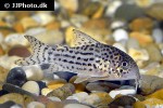 hoplisoma araguaiaense hoplisoma araguaiaense