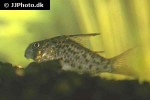 hoplisoma armatum hoplisoma armatum