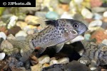 hoplisoma leucomelas hoplisoma leucomelas