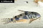hoplisoma longipinne hoplisoma longipinne