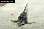 hoplisoma longipinne hoplisoma longipinne