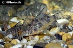 hoplisoma longipinne hoplisoma longipinne