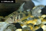 hoplisoma longipinne hoplisoma longipinne