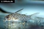 hoplisoma loretoensis hoplisoma loretoensis