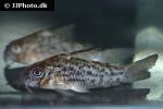 hoplisoma loretoensis hoplisoma loretoensis