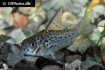 hoplisoma loretoensis hoplisoma loretoensis