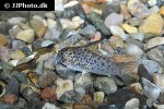 hoplisoma loretoensis hoplisoma loretoensis
