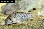 hoplisoma loretoensis hoplisoma loretoensis