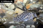 hoplisoma loretoensis hoplisoma loretoensis
