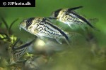 hoplisoma loxozonum hoplisoma loxozonum