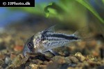hoplisoma loxozonum hoplisoma loxozonum