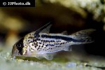 hoplisoma loxozonum hoplisoma loxozonum