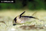 hoplisoma loxozonum hoplisoma loxozonum