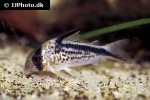 hoplisoma loxozonum hoplisoma loxozonum